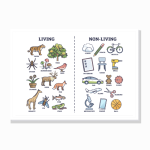חי ולא חי באנגלית (Living / Non-living) – פוסטר
