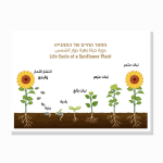פוסטר טבע ומדעים – 3