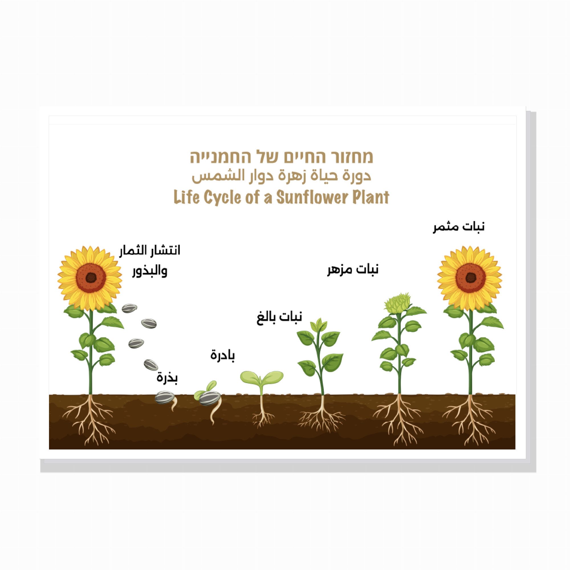 פוסטר טבע ומדעים – 3 פוסטר טבע ומדעים – 3