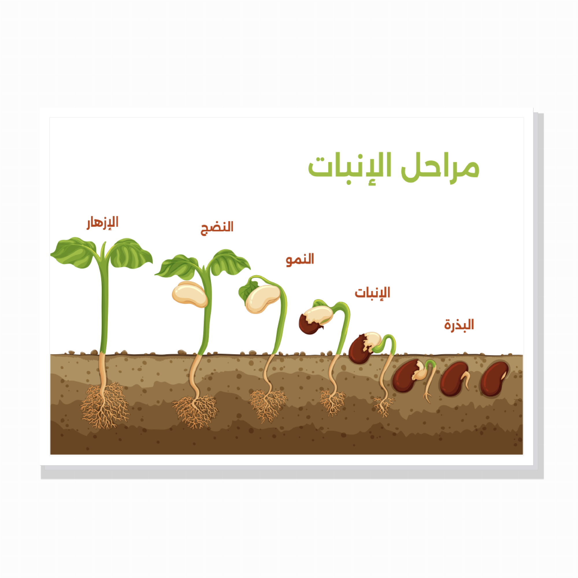 פוסטר טבע ומדעים – 8 פוסטר טבע ומדעים – 8